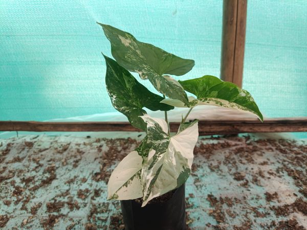 Syngonium Albo Variegated Plant