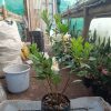 Azalea White Flower - Online Exclusive at the Lowest Price! - Image 5