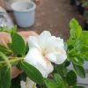 Azalea White Flower - Online Exclusive at the Lowest Price! - Image 2
