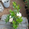Azalea