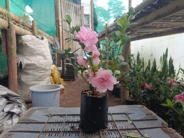 Azalea Light Pink Flowering Plant - All Season Beauty! Buy Now at the Very Lowest Price – Hurry Up! - Image 4