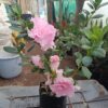 Light Pink Azalea