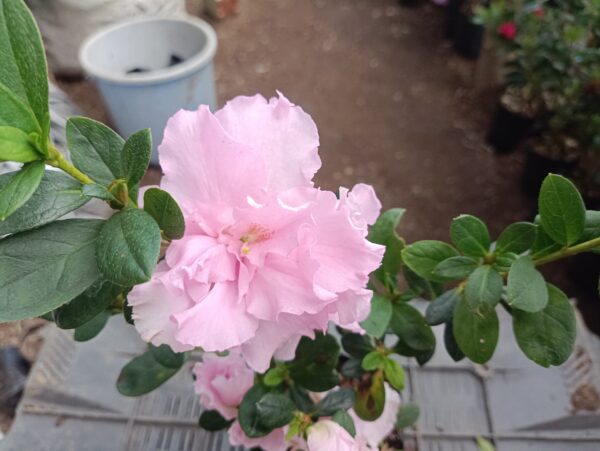 Azalea Light Pink Flowering Plant - All Season Beauty! Buy Now at the Very Lowest Price – Hurry Up! - Image 2