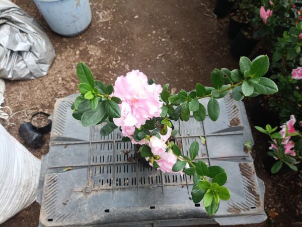 Azalea Light Pink Flowering Plant - All Season Beauty! Buy Now at the Very Lowest Price – Hurry Up! - Image 3