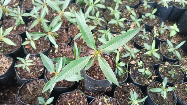 Potted Pachypodium Baronii in a stylish living room.