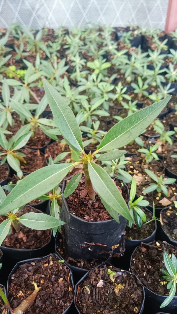 Pachypodium Baronii thriving in a bright office space.