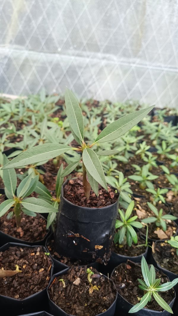 Young Pachypodium Baronii in a decorative planter.