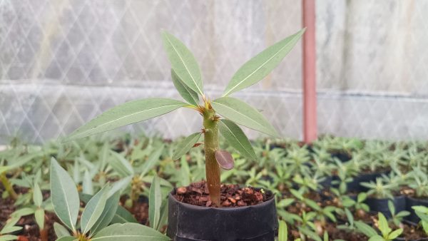 Pachypodium Baronii showcasing its thick trunk and green leaves.