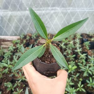 Pachypodium Baronii displayed on a sunny windowsill.