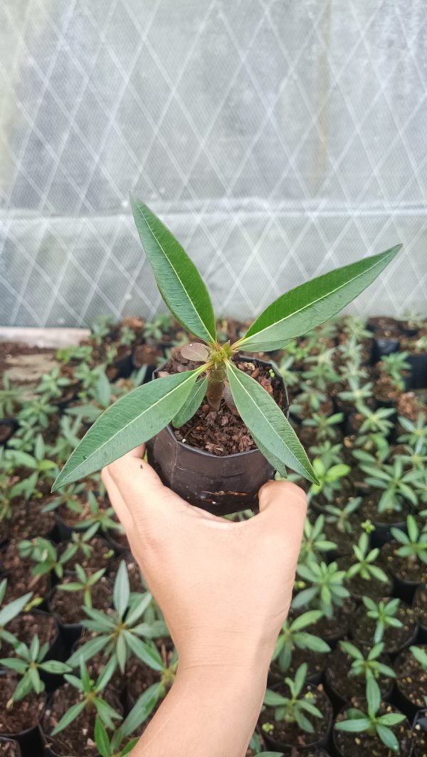 Pachypodium Baronii displayed on a sunny windowsill.