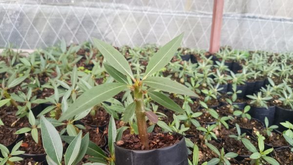 Close-up of the Elephant Tree's glossy leaves.