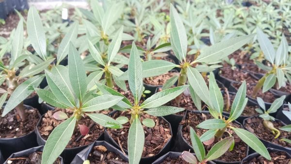 Group of Pachypodium Baronii plants in a modern indoor garden.