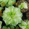 succulents