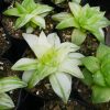 Variegated Haworthia Cymbiformis: Available on Frek! - Image 3