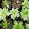 Variegated Haworthia Cymbiformis: Available on Frek! - Image 4