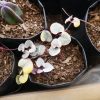 String of Hearts Variegated (Ceropegia woodii): Sale on Frek! - Image 2