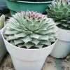 Laxmi Kamal (Sempervivum Green Wheel) Variegeted- Buy now at Frek! - Image 3