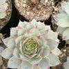 Laxmi Kamal (Sempervivum Green Wheel) Variegeted- Buy now at Frek! - Image 2