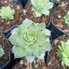 Laxmi Kamal (Sempervivum Green Wheel) Variegeted- Buy now at Frek! - Image 4