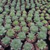 Laxmi Kamal (Sempervivum Green Wheel) Variegeted- Buy now at Frek! - Image 6