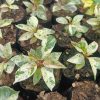 Rubber Plant Variegated: Get Your's at Frek! - Image 3