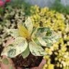 Rubber Plant Variegated: Get Your's at Frek! - Image 2