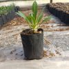 Pachypodium Eburneum Delight: Buy at the Lowest Price Online – Hurry Before This Exclusive Offer Ends! - Image 3