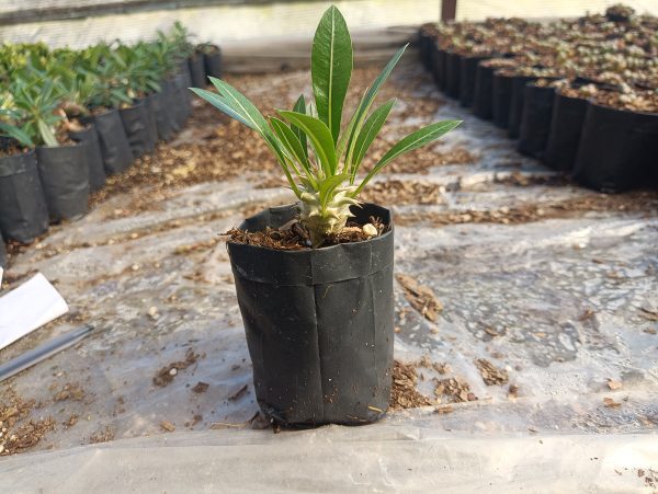 Pachypodium Eburneum Delight: Buy at the Lowest Price Online – Hurry Before This Exclusive Offer Ends! - Image 3