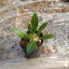 Pachypodium Eburneum Delight: Buy at the Lowest Price Online – Hurry Before This Exclusive Offer Ends! - Image 4