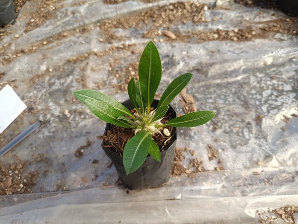 Pachypodium Eburneum Delight: Buy at the Lowest Price Online – Hurry Before This Exclusive Offer Ends! - Image 4