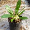 pachypodium