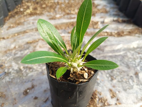 pachypodium