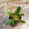 Pachypodium Eburneum Delight: Buy at the Lowest Price Online – Hurry Before This Exclusive Offer Ends! - Image 2