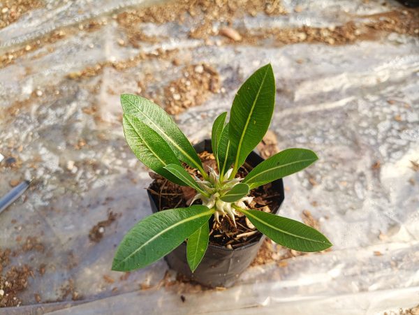 Pachypodium Eburneum Delight: Buy at the Lowest Price Online – Hurry Before This Exclusive Offer Ends! - Image 2