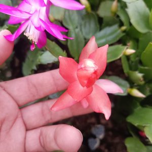Christmas Cactus Pink Flower Color