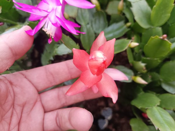 Christmas Cactus Pink Flower Color