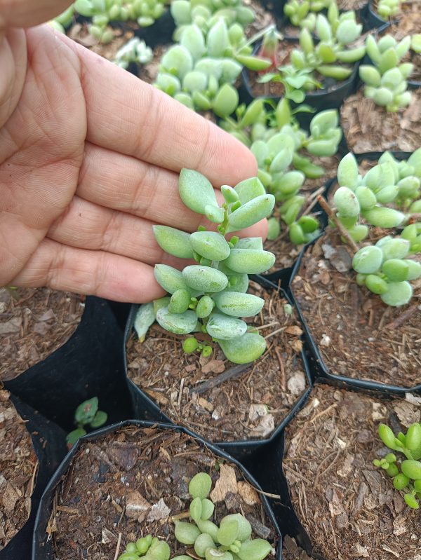 Close-up of Cotyledon Pendence succulent with cascading foliage in a decorative pot