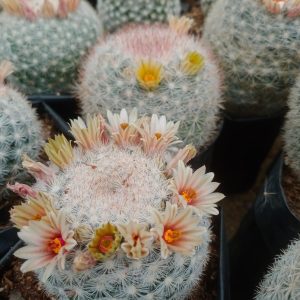 Mammillaria Candia Cactus displaying its unique white spines and small pink flowers.