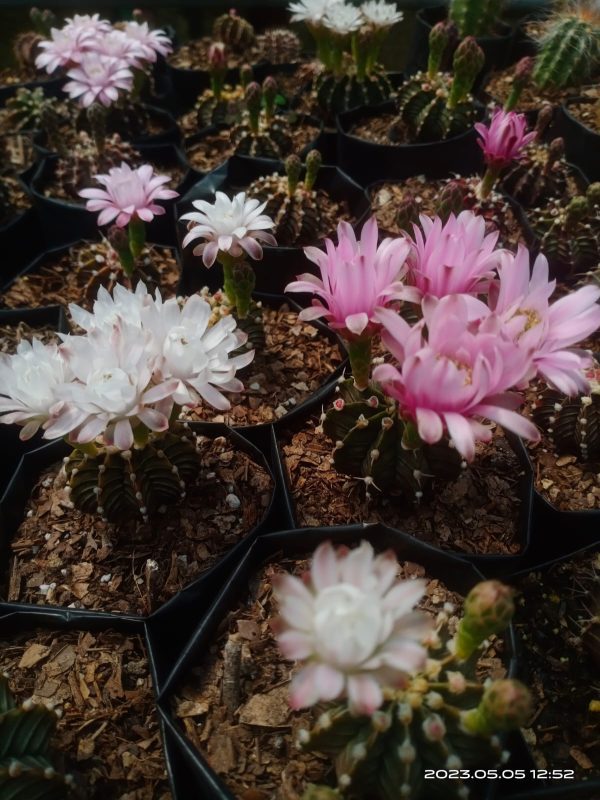 Gymnocalycium LB Cactus with pink flowers, a beautiful addition to any succulent collection.