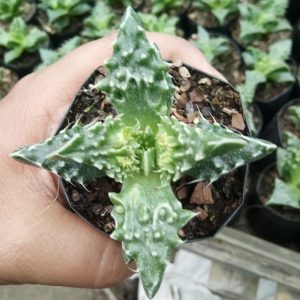 Faucaria Tigrina succulent plant with triangular leaves covered in soft, bristle-like teeth, resembling tiger jaws, perfect for home and office decor.