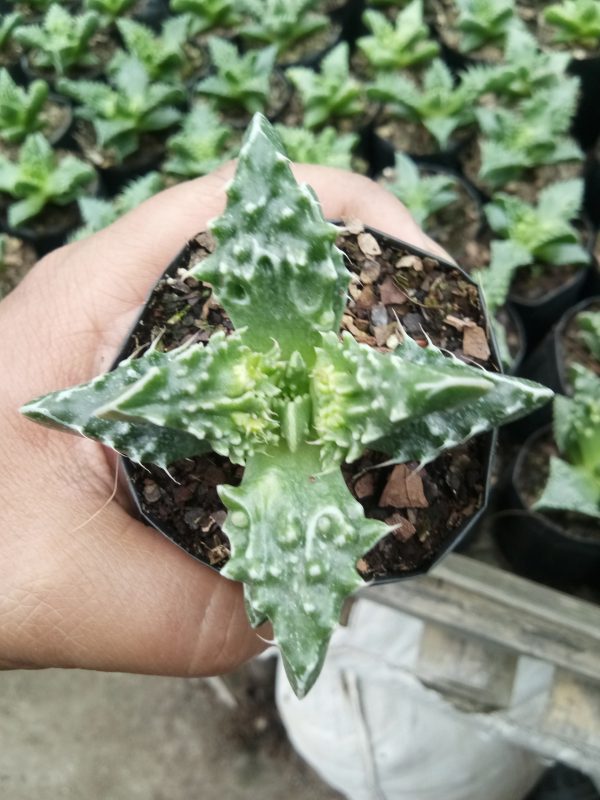 Faucaria Tigrina succulent plant with triangular leaves covered in soft, bristle-like teeth, resembling tiger jaws, perfect for home and office decor.