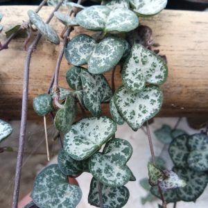 Non-Variegated String of Hearts succulent plant, perfect for hanging baskets or trailing along shelves in your home or office.