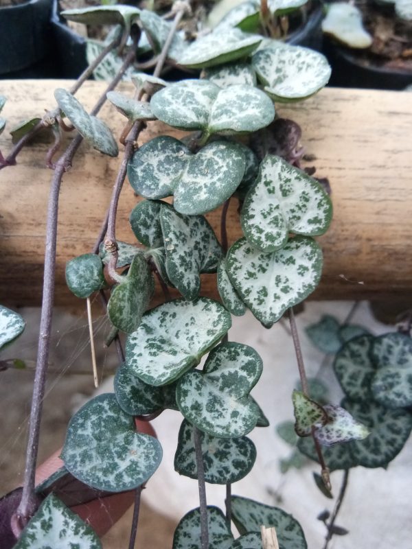 Non-Variegated String of Hearts succulent plant, perfect for hanging baskets or trailing along shelves in your home or office.