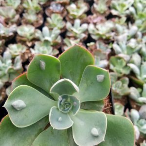 Close-up of Echeveria Raindrop succulent, a stunning plant perfect for home or office decor.