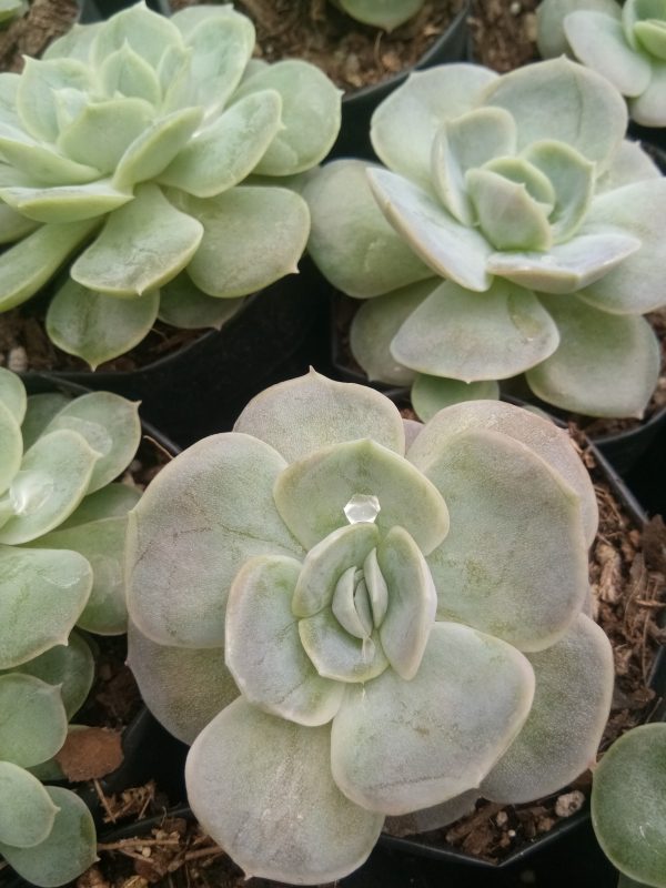 Close-up of Echeveria Blue Surprise's blue-green rosette-shaped leaves, adding a touch of elegance to any space.