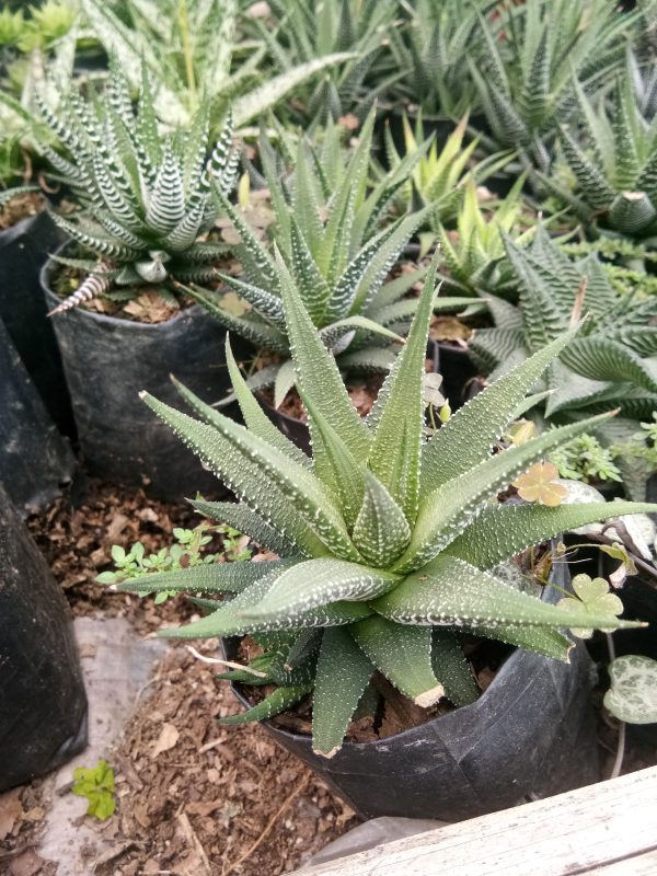 Close-up of Haworthia Fasciata succulent with dark green leaves and white horizontal bands in a decorative pot.