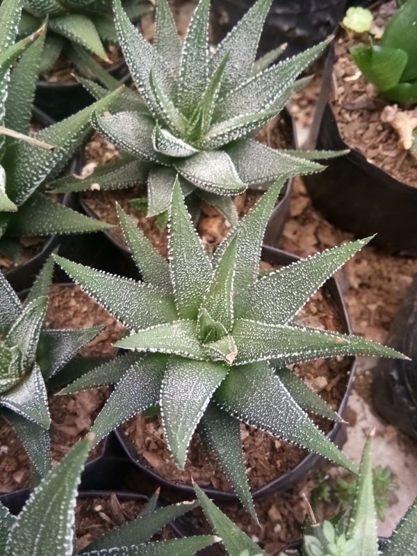 Haworthia Fasciata succulent plant showcased in a stylish container, adding natural elegance to any space.