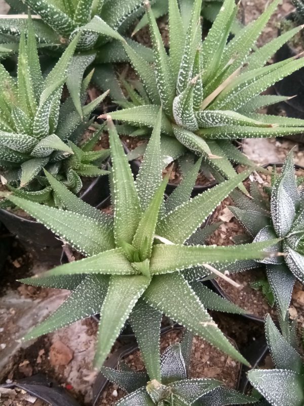 Dark green Haworthia Fasciata succulent with distinctive white markings, perfect for indoor or outdoor decor.