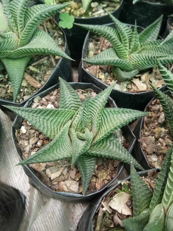 Close-up of Non-Variegated Haworthia Limifolia succulent with dark green leaves and raised white ridges along the edges.