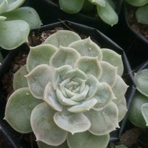 A beautiful Echeveria Onslow plant, displaying its compact growth and charming appearance, perfect for home or office decor.